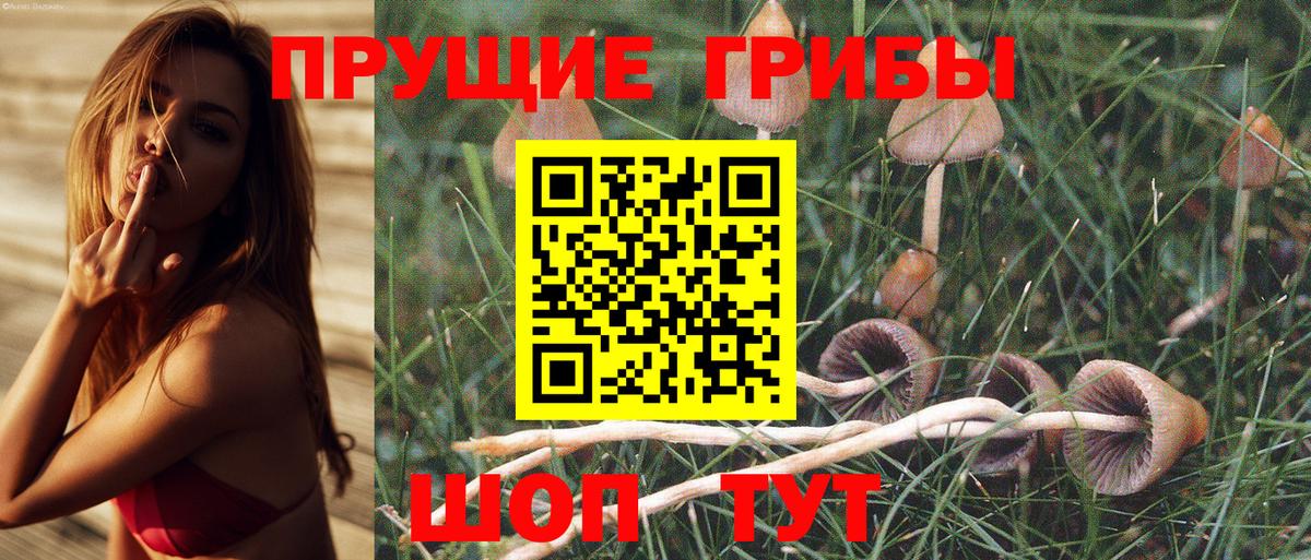 Гатчина  Псилоцибиновые грибы GOLDEN TEACHER  Вход с VPN 