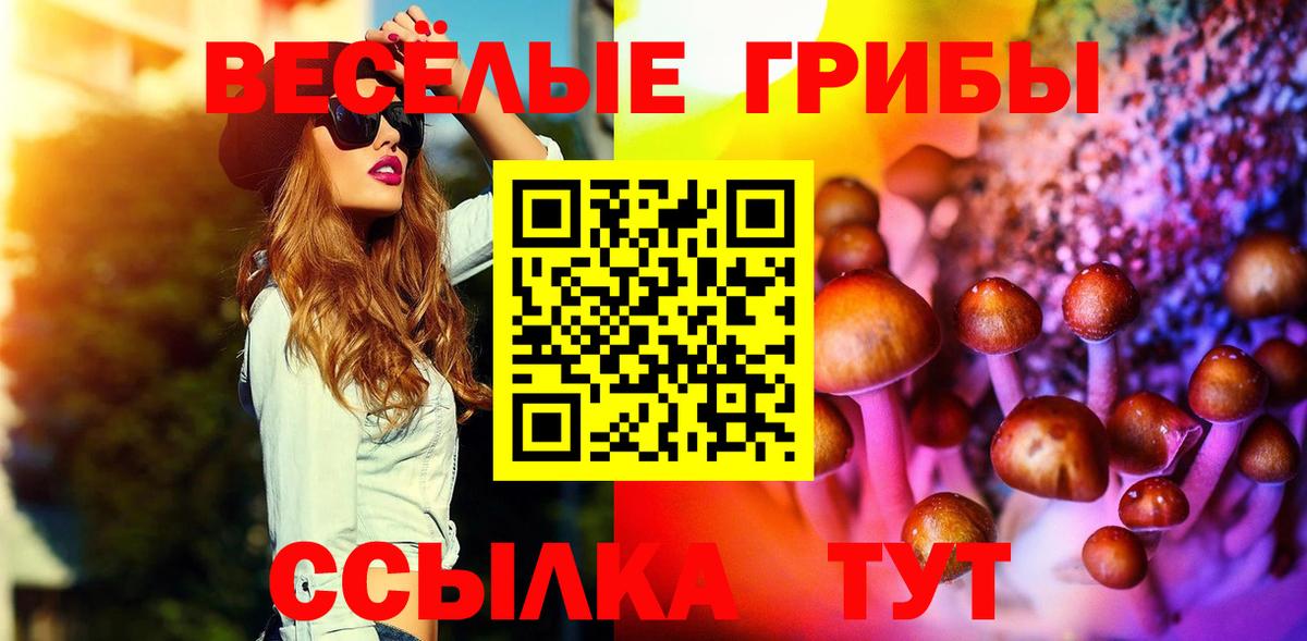 Псилоцибиновые грибы Psilocybe Гатчина